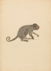 Sydamerikansk Porcupine af James Sowerby
