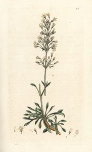 Spansk catchfly, Silene otites (spansk campion, Cucubalus otites) (silene og små blade) Håndfarvet kobberstik efter en illustration af James Sowerby fra James Smith