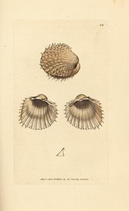 Pigget hjertemusling, Acanthocardia aculeata (Cardium spinosum). Håndfarvet kobberstik af James Sowerby fra The British Miscellany, eller farvede figurer af nye, sjældne eller lidet kendte dyreemner.