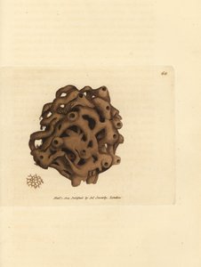 Svamp, Haliclona cinerea (Annulleret svamp, Spongia cancellata). Håndfarvet kobberstik af James Sowerby fra The British Miscellany, eller farvede figurer af nye, sjældne eller lidet kendte dyreemner. af James Sowerby