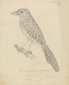 Spot-backed myrefugl af James Sowerby