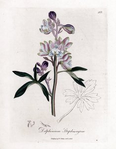 Staphisegar eller græs med lus eller græs med podagra eller vilde druer - Palmeret lærkespore eller staveacre, Delphinium staphisagria. Håndfarvet kobberstik fra en botanisk illustration af James Sowerby fra William Woodville og Sir William Jackson H af James Sowerby