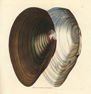 Svanemusling, Anodonta stagnalis (Mytilus stagnalis). Håndfarvet kobberstik af James Sowerby fra The British Miscellany, eller farvede figurer af nye, sjældne eller lidet kendte dyreemner. af James Sowerby