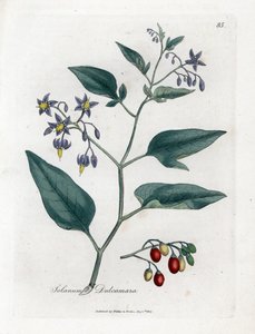 Sød bitter eller sød bitter natskygge - Woody nightshade, Solanum dulcamara. Håndfarvet kobberstik fra en botanisk illustration af James Sowerby fra William Woodville og Sir William Jackson Hookers "" Medical Botany,"" John Bohn, London af James Sowerby