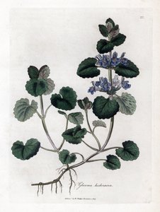Terrestrisk vedbend - Jordvedbend, Glecoma hederacea. Håndfarvet kobberstik fra en botanisk illustration af James Sowerby fra William Woodville og Sir William Jackson Hookers "" Medical Botany,"" John Bohn, London