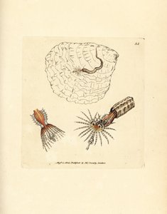 Rørbyggende annelid vifteorm, Spirobranchus triqueter. Håndfarvet kobberstik af James Sowerby fra The British Miscellany, eller farvede figurer af nye, sjældne eller lidet kendte dyreemner. af James Sowerby