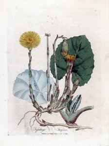 Tuslage eller ej æsel - Følfod, Tussilago fara. Håndfarvet kobberstik fra en botanisk illustration af James Sowerby fra William Woodville og Sir William Jackson Hookers "" Medical Botany,"" John Bohn, London af James Sowerby