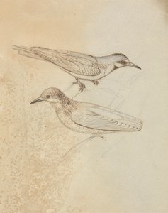 To slyngplanter? af James Sowerby
