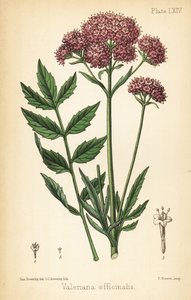 Baldrian, Valeriana officinalis. Håndfarvet litografi af Charlotte Caroline Sowerby efter en illustration af James Sowerby fra Edward Hamiltons Flora Homeopathica, Bailliere, London