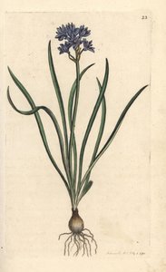 Vernal eller spring squill, Scilla verna (Spring Scille) Håndfarvet kobberstik efter en illustration af James Sowerby fra James Smith