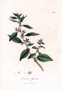 Vægpellitory, Parietaria officinalis. Håndfarvet kobberstik fra en botanisk illustration af James Sowerby fra William Woodville og Sir William Jackson Hookers "" Medical Botany,"" John Bohn, London af James Sowerby