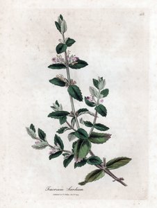 Vand germandree - Vand germandree, Teucrium scordium. Håndfarvet kobberstik fra en botanisk illustration af James Sowerby fra William Woodville og Sir William Jackson Hookers "" Medical Botany,"" John Bohn, London af James Sowerby