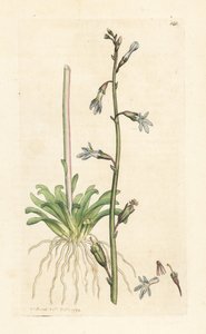 Vandlobelia, Lobelia dortmanna (Lobelie de Dortmann) Håndfarvet kobberstik efter en illustration af James Sowerby fra James Smith
