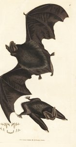 Western barbastelle flagermus, Barbastella barbastellus barbastellus (Vespertilio barbastellus). Håndfarvet kobberstik af James Sowerby fra The British Miscellany, eller farvede figurer af nye, sjældne eller lidet kendte dyreemner. af James Sowerby