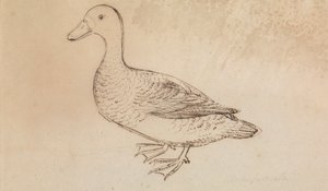 White-faced Whistling Duck af James Sowerby
