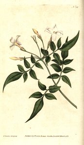 Hvid Jasmin (eller Jasmine officinal) - Almindelig Jasmin eller Jessamin, Jasminum officinale. Håndfarvet kobberstik og botanisk illustration af James Sowerby fra William Curtis