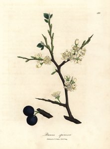Hvid blomst og blå bær af slåentræet Prunus spinosa af James Sowerby