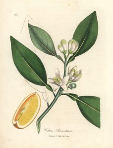 Hvid blomst og segment af moden frugt af appelsintræet, Citrus aurantium af James Sowerby
