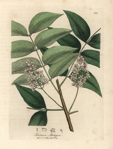 Hvidblomstret mahognitræ, Swietenia mahogani af James Sowerby