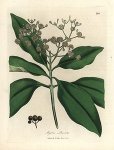 Hvidblomstret krydderitræ, Myrtus pimenta af James Sowerby