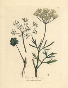 Hvidblomstret anis, Pimpinella anisum af James Sowerby