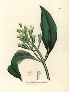 Hvidblomstret kryddernellike, Caryophyllus aromaticus af James Sowerby