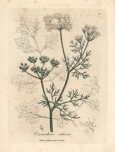 Hvidblomstret koriander, Coriandrum sativum af James Sowerby