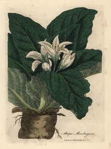 Hvidblomstret mandrake, Atropa mandragora af James Sowerby