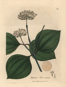 Hvidblomstret giftnød, Strychnos nux vomica af James Sowerby
