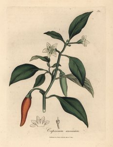 Hvidblomstret, skarlagenrød guinea peber, Capsicum annuum af James Sowerby