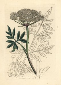 Hvidblomstret vandhæk, Cicuta virosa af James Sowerby