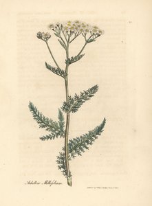 Hvidblomstret røllike eller milfoil, Achillea millefolium af James Sowerby