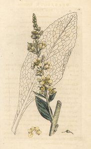 Hvid mullein, Verbasum lychnitis (molene) Håndfarvet kobberstik efter en illustration af James Sowerby fra James Smith