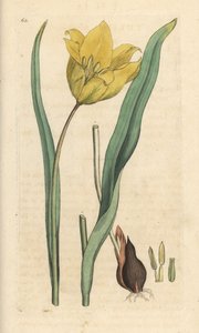Vild tulipan, Tulipa sylvestris (vild tulipan) Håndfarvet kobberstik efter en illustration af James Sowerby fra James Smith