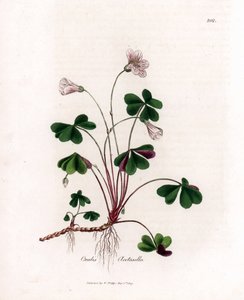 Skovsyre eller træoxalid - Skovsyre, Oxalis acetosella. Håndfarvet kobberstik fra en botanisk illustration af James Sowerby fra William Woodville og Sir William Jackson Hookers "" Medical Botany,"" John Bohn, London af James Sowerby