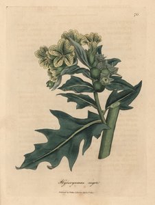Gulblomstret sort hønebane, Hyoscyamus niger af James Sowerby