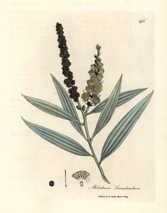 Gulblomstret cajeput træ, Melaleuca leucadendron