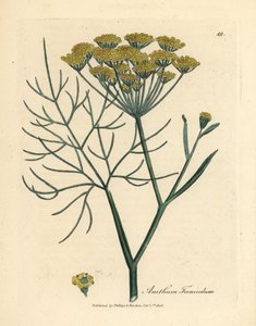 Gulblomstret fennikel, Anethum foeniculum af James Sowerby