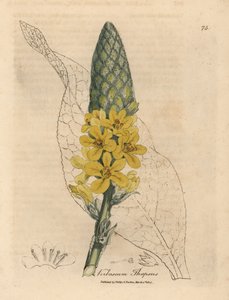 Gulblomstret stor bredbladet mullein, Verbascum thapsus af James Sowerby