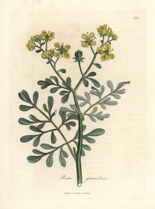 Gulblomstret rue, Ruta graveolens af James Sowerby