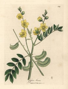 Gulblomstret senna eller egyptisk kassia med frøkapsler, Cassia senna