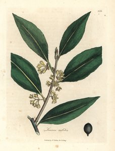 Gulblomstrede søde laurbærblade, Laurus nobilis af James Sowerby