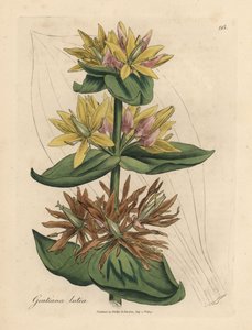 Gul ensian, Gentiana lutea af James Sowerby