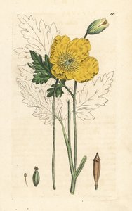 Gul eller walisisk valmue, Papaver cambricum (gul valmue). Håndfarvet kobberstik efter en illustration af James Sowerby fra James Smith