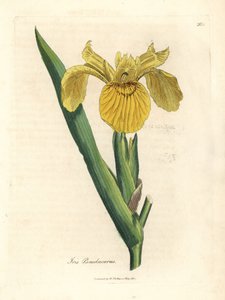 Gult vandflag, Iris pseudacorus af James Sowerby