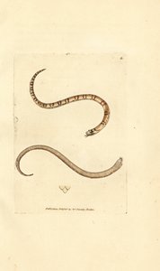 Ung glat slange, Coronella austriaca (Dumfriesshire slange, Coluber dumfrisiensis). Håndfarvet kobberstik af James Sowerby fra The British Miscellany, eller farvede figurer af nye, sjældne eller lidet kendte dyreemner. af James Sowerby