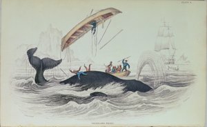 Grønlandshval, bogillustration indgraveret af William Home Lizars (1788-1859) af James Stewart