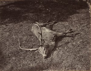 Den kongelige kronhjort, ca. 1870.
