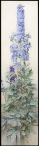 Delphiniums, ca. 1920 af James Valentine Jelley