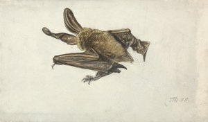 En flagermus (blyant og akvarel på papir) af James Ward